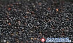 多吃黑色食物有助牛皮癣恢复